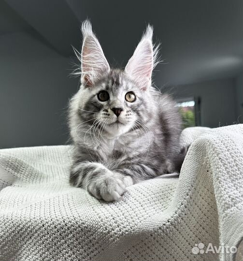 Мейн-кун котик черное серебро