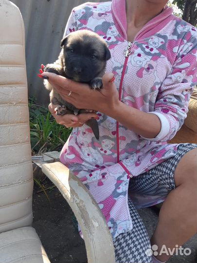 Отдам бесплатно щенков