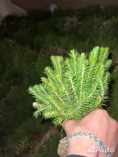 Сеянцы сосны обыкновенной окс