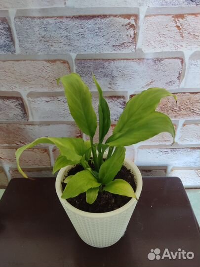 Спатифиллум