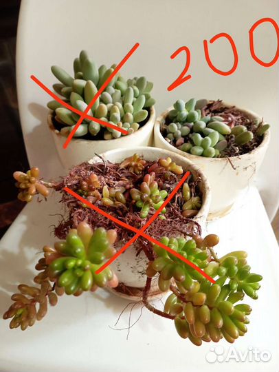 Комнатные цветы (кактусы, суккуленты)