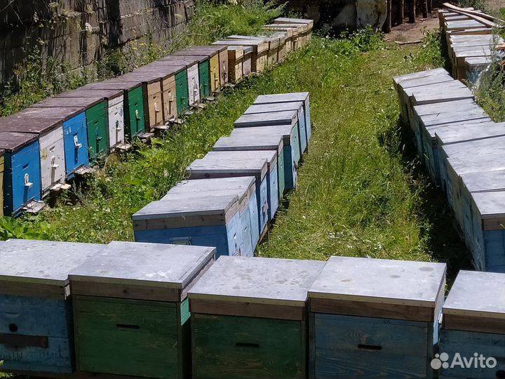 Улей с пчелами