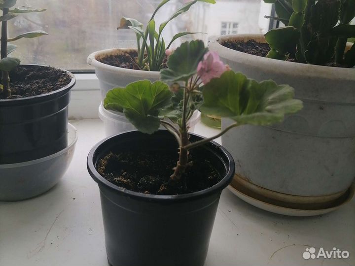 Герань розовая