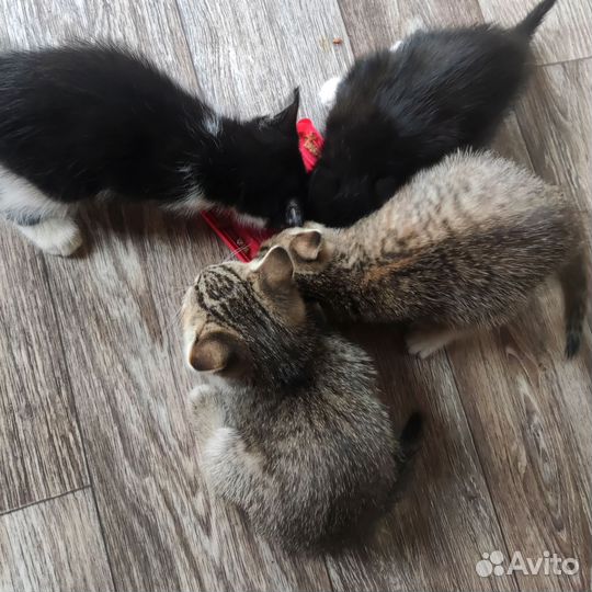 Самые красивые котята