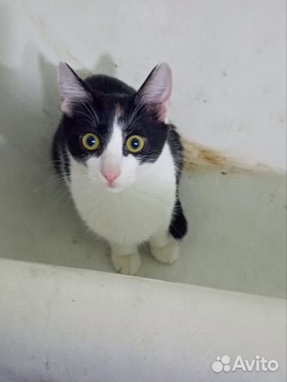 Которебенок