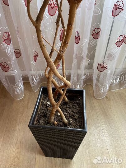 Фикус бенджамина