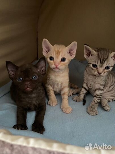 Котята девон-рекс