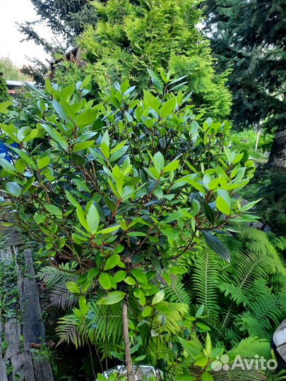 Лавровое дерево