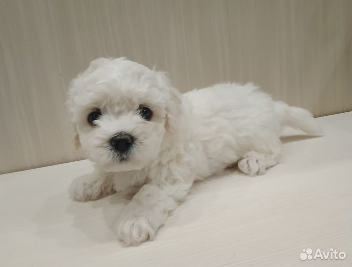 Щенки бишон фризе