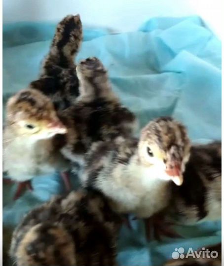 Индюшата, Индюки, Джерси петухи, яйца