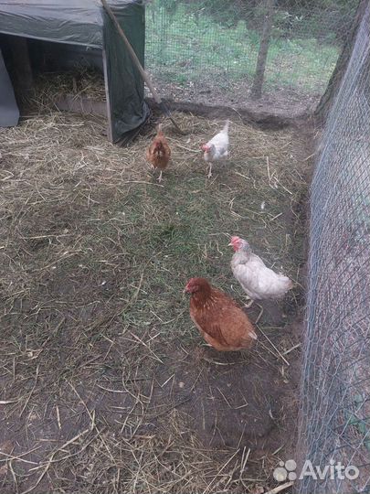 Куры несушки