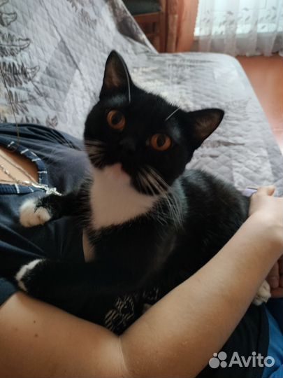 Котята в ответсвеные руки