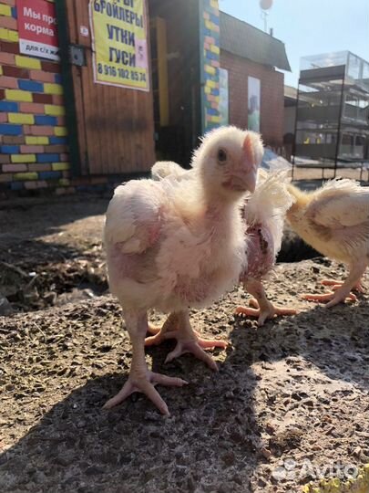 Цыплята бройлеры кобб 500