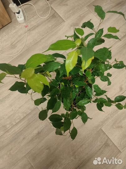 Фикус бенджамина