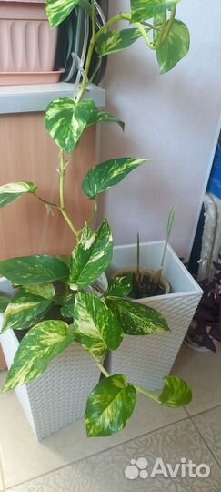 Сциндапсус