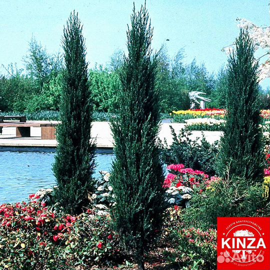 Можжевельник скайрокет для дачи