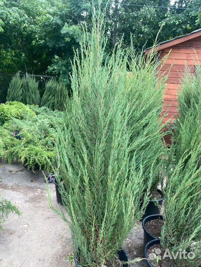 Можжевельник Блю Эрроу С3