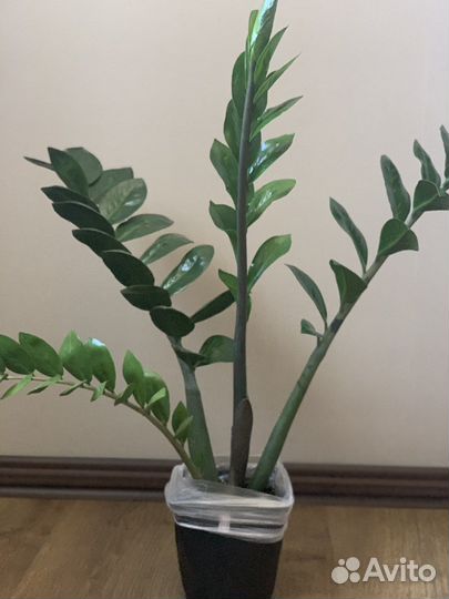 Замиокулькас