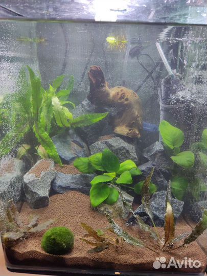 Аквариум Dennerle 30л, креветки Блю дрим