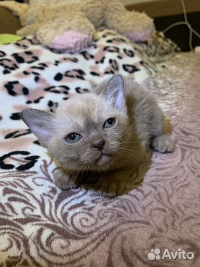 Бурманские котята