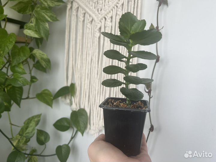 Каланхоэ розовый комнатное растение