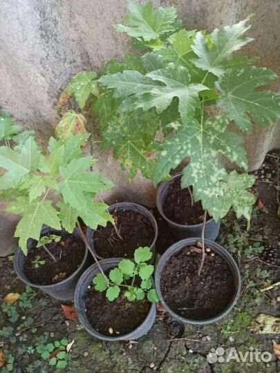 Клён серебристый саженцы