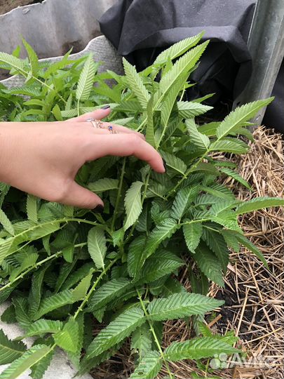 Тибетская малина