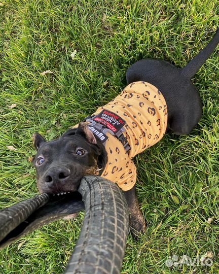 Одежда для собак