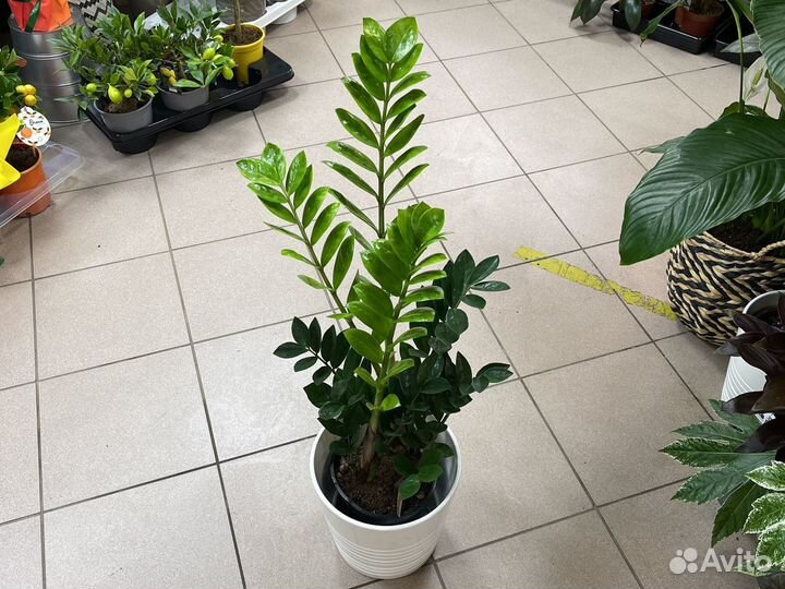 Замиокулькас 70см