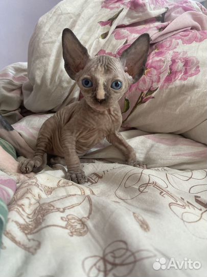 Канадский сфинкс