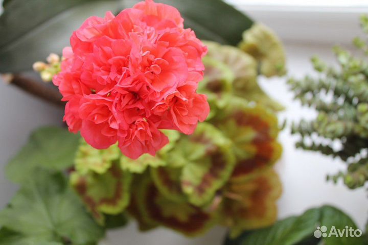 Пеларгония герань Bold Gold