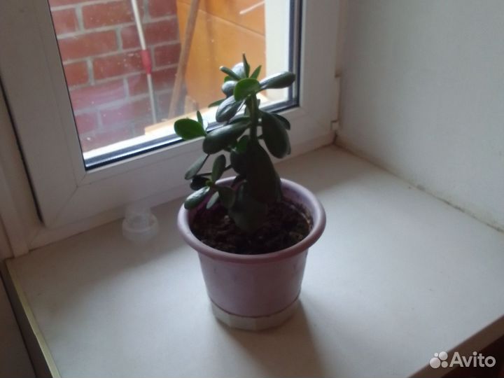 Сансевиерия,толстянка,гименокалис