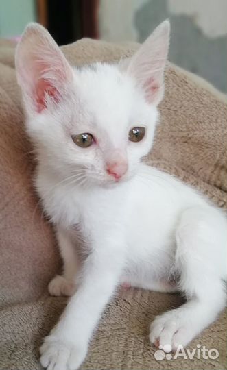 Котенок в добрые руки