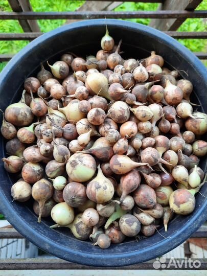 Белозерский семенной лук