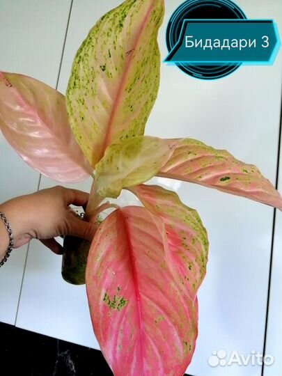 Алоказия и Аглонема