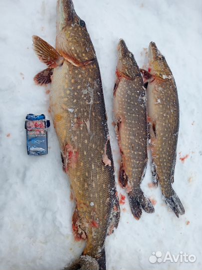 Свежая рыба щука