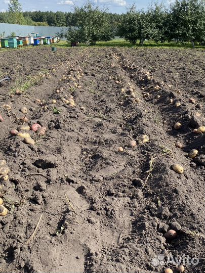 Продается картошка