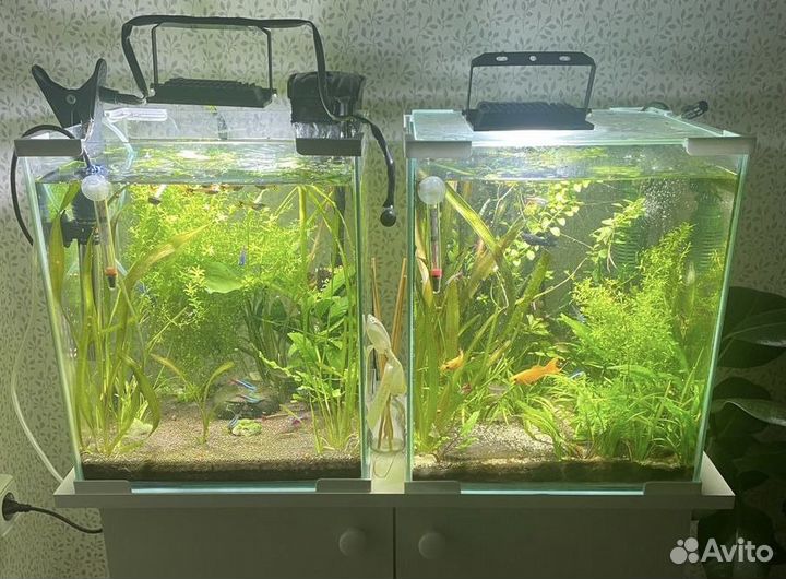 Аквариумные растения