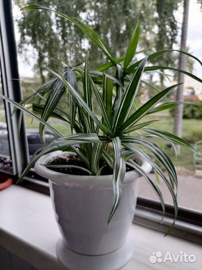 Циперус вариегатный карликовый