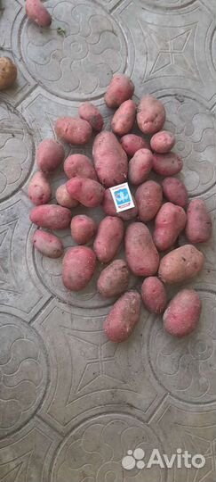 Продаю картофель