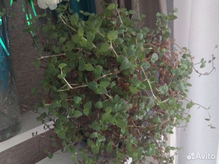 Комнатные растения бесплатно