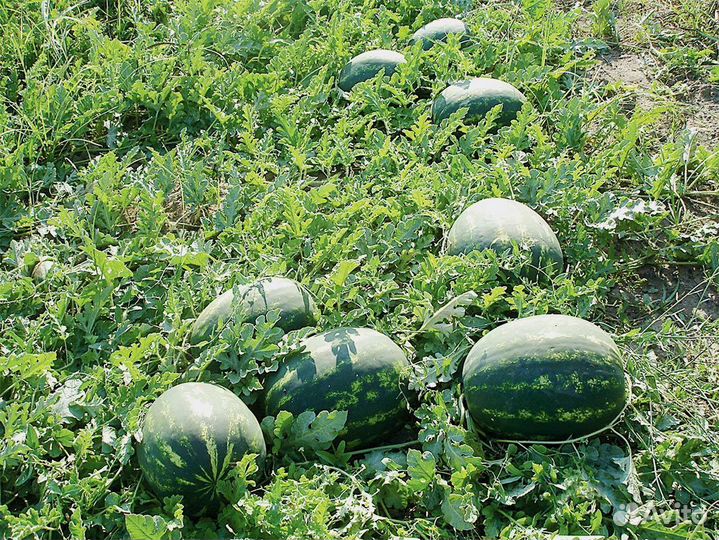 Поле с арбузами, сорт 
