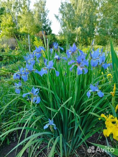 Многолетние садовые цветы