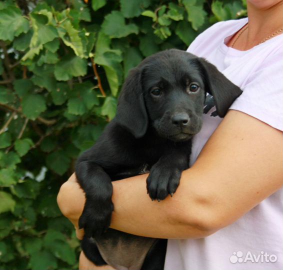 Лабрадор девочка