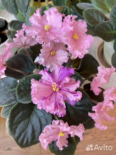 Розовая махровая фиалка