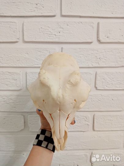 Череп козла