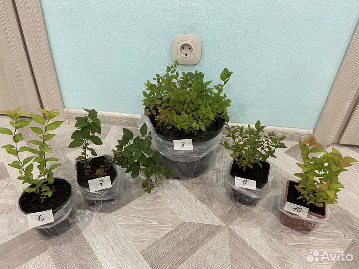 Спирея японская