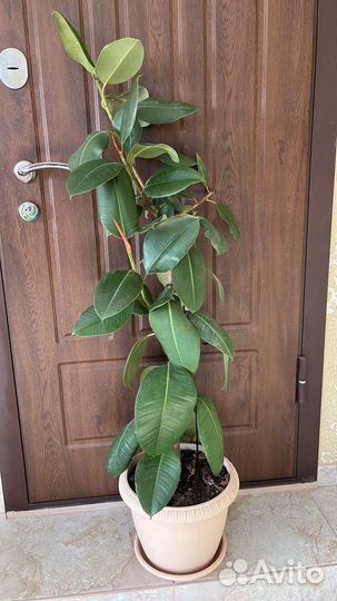 Фикус каучуконосный большой