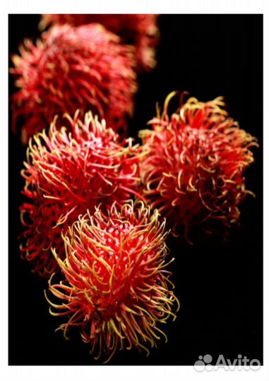 Yodeyma sophisticate Вода парфюмерная 50 мл