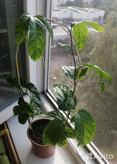 Маракуйя (пассифлора)